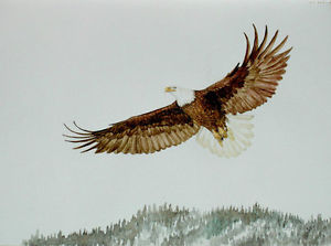 300x223 Original Watercolor Painting American Bald Eagle Sally Porter - Bald Eagle Watercolor