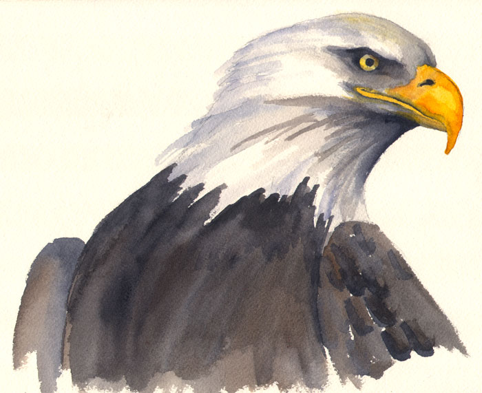 700x571 Red And The Peanut An American Bald Eagle Study - Bald Eagle Watercolor