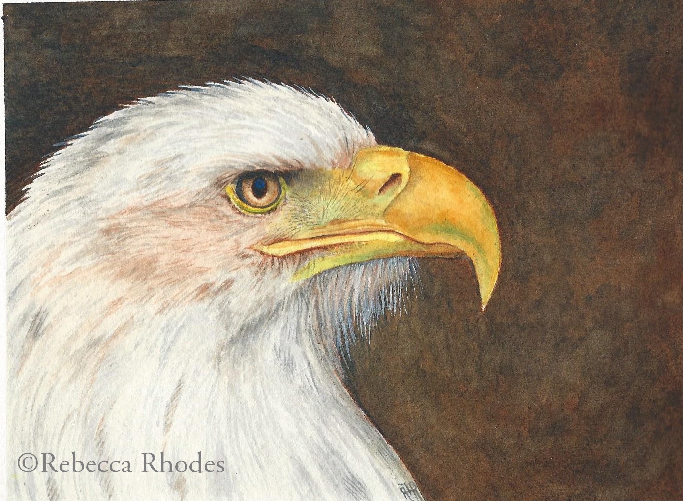 1388x1018 World Watercolor Month Day 4, Bald Eagle - Bald Eagle Watercolor