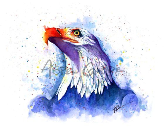 570x448 Bald Eagle Watercolor Art Print Watercolor Painting By Aspen Etsy - Bald Eagle Watercolor