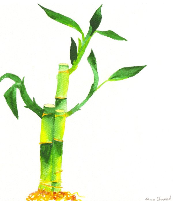 600x697 Watercolor Bamboo By Frost Rot - Bamboo Watercolor