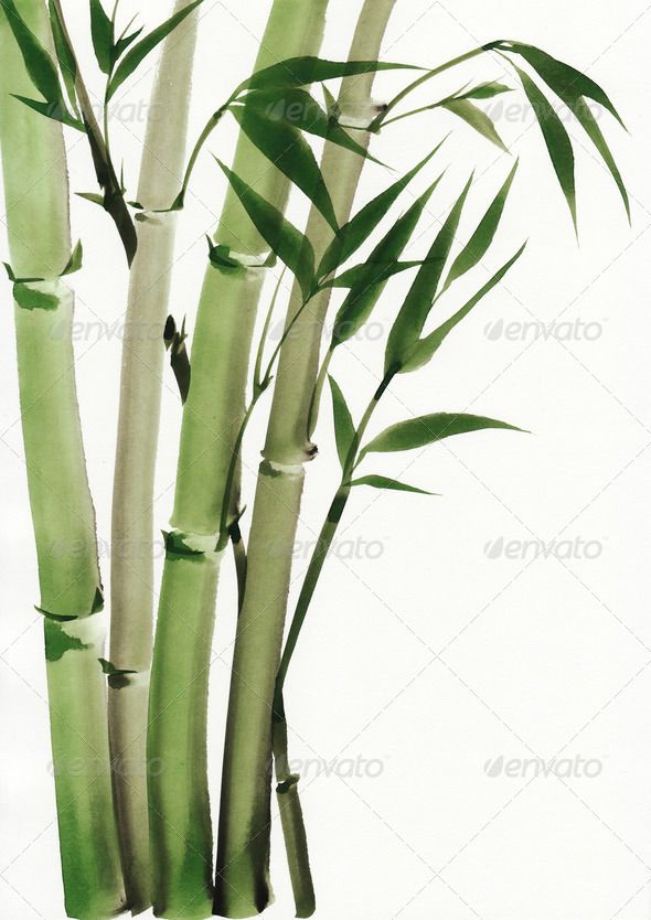 590x834 Watercolor Painting Of Bamboo Art, Artwork, Asian, Background - Bamboo Watercolor Painting