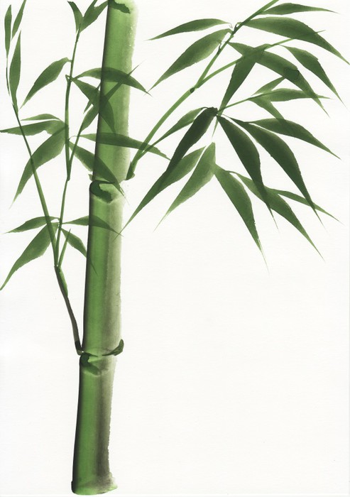 493x700 Watercolor Painting Of Bamboo Wall Mural We Live To Change - Bamboo Watercolor Painting