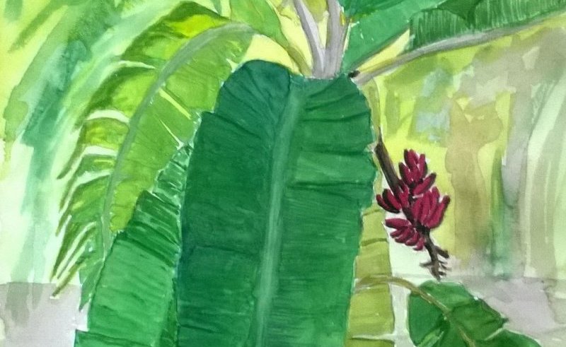 800x491 Banana Tree Watercolor Paintings Painting For Home - Banana Tree Watercolor