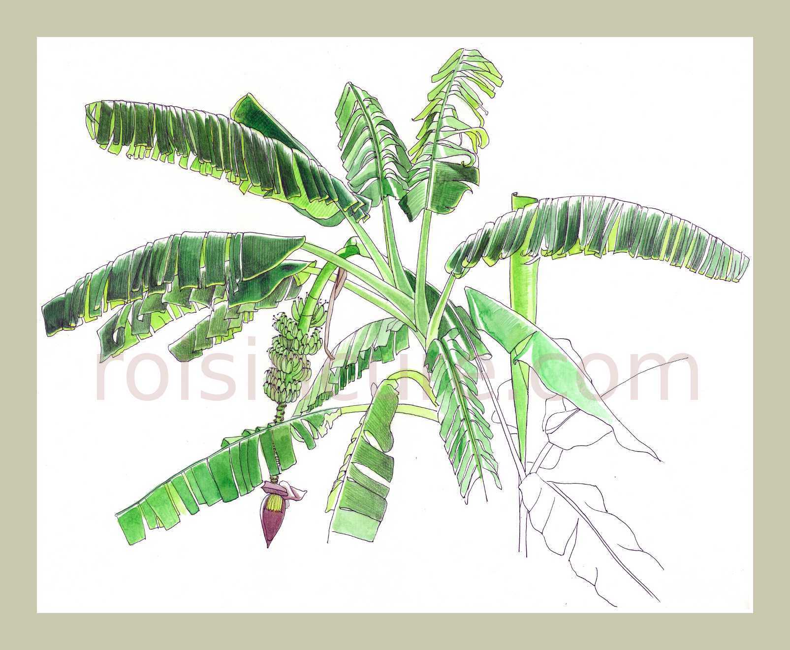 1605x1320 Banana Tree, Mauritius - Banana Tree Watercolor