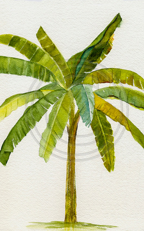 281x450 Beach Portraits By Design Beach Art By Leslie Banana Tree - Banana Tree Watercolor