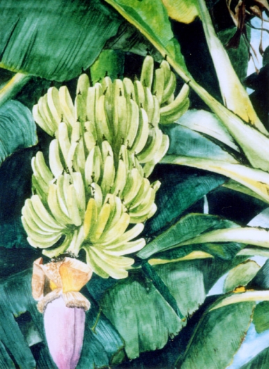 386x530 Kapu - Banana Tree Watercolor