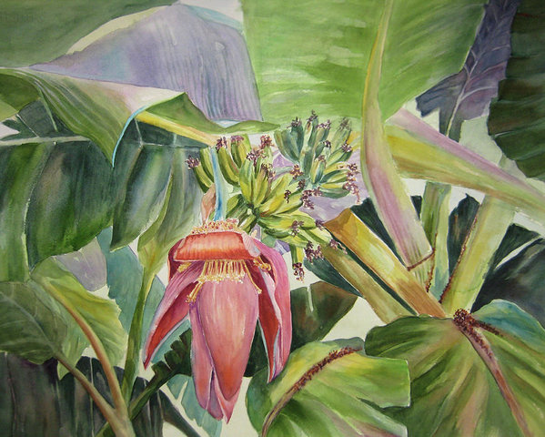 Banana Tree Watercolor At Paintingvalley Com Explore Collection Of