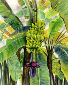 236x297 New Painting.....art Original Watercolor Painting Of A Tropical - Banana Tree Watercolor