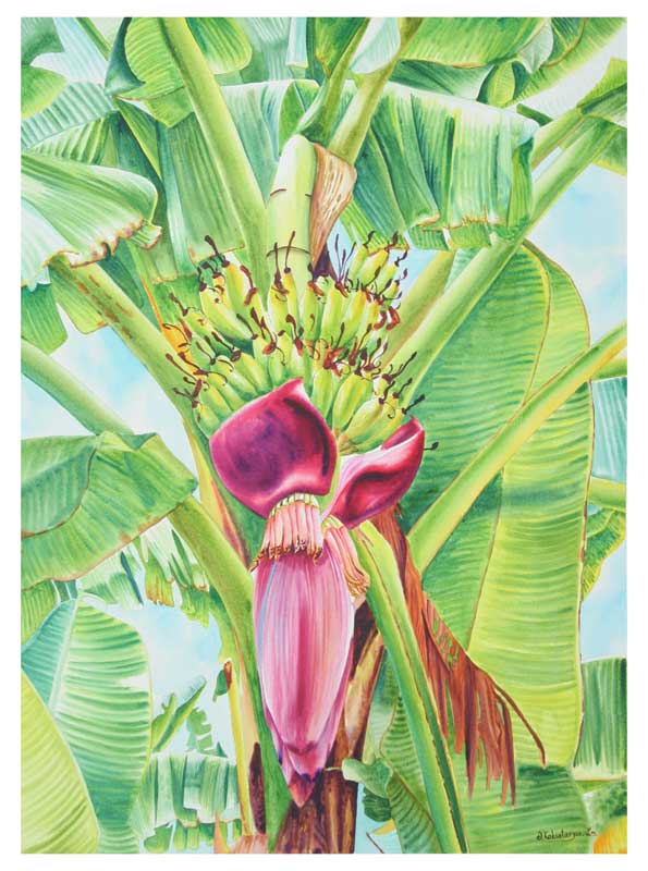 595x800 Realist Landscape Painting - Banana Tree Watercolor