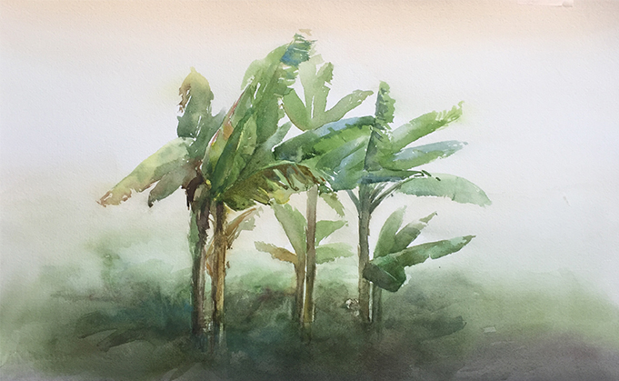 681x419 Tree Studies For Students - Banana Tree Watercolor