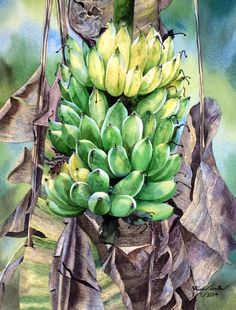 236x310 Red Banana Tree Ideas For The House Red - Banana Tree Watercolor