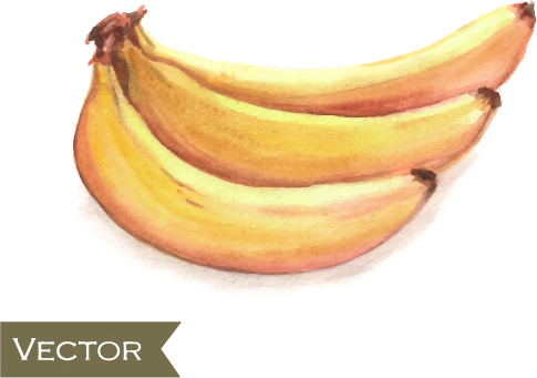 485x341 Hand Drawn Banana Watercolor Vector Free Vector In Encapsulated - Banana Watercolor