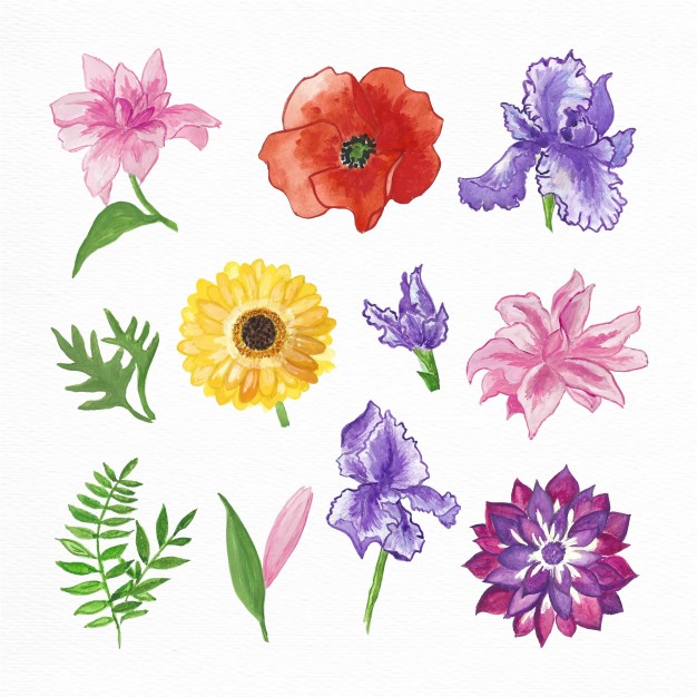 626x626 Hand Painted Watercolor Flowers Collection Vector Free Download - Basic Watercolor Flowers