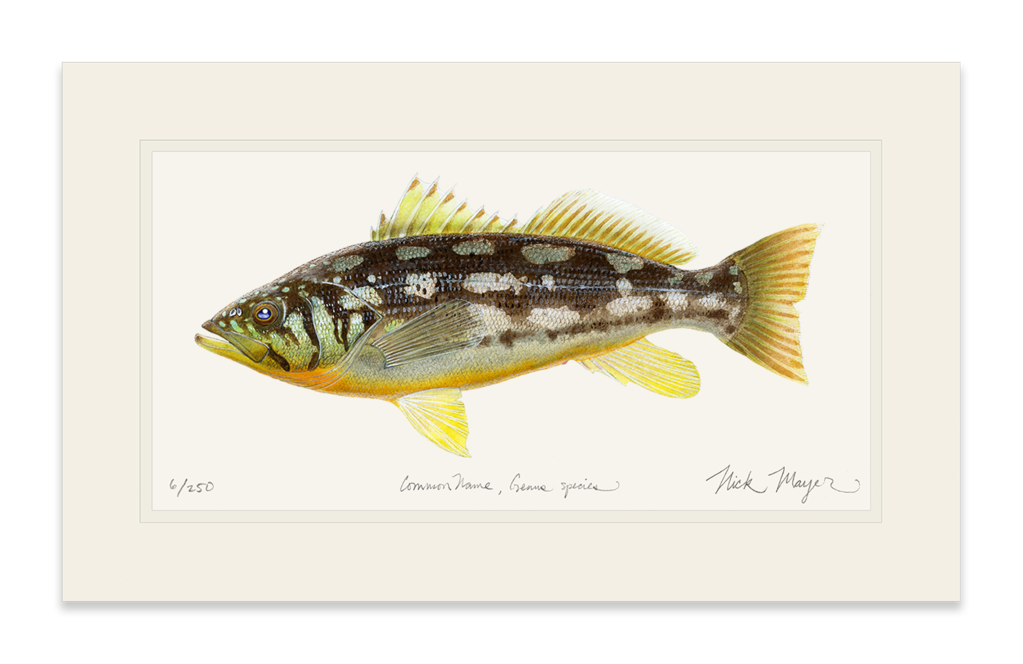 1023x664 Collection Of Free Bass Drawing Watercolor. Download On Ubisafe - Bass Watercolor