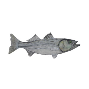 300x300 Original Striped Bass Watercolor Painting Painting By Christian - Bass Watercolor