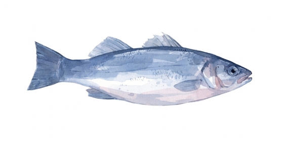565x286 Sea Bass Fish Watercolor David Scheirer Watercolors - Bass Watercolor