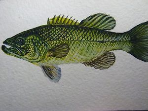 300x225 Watercolor Painting Bass Fishing Fish Aceo Art Ebay - Bass Watercolor
