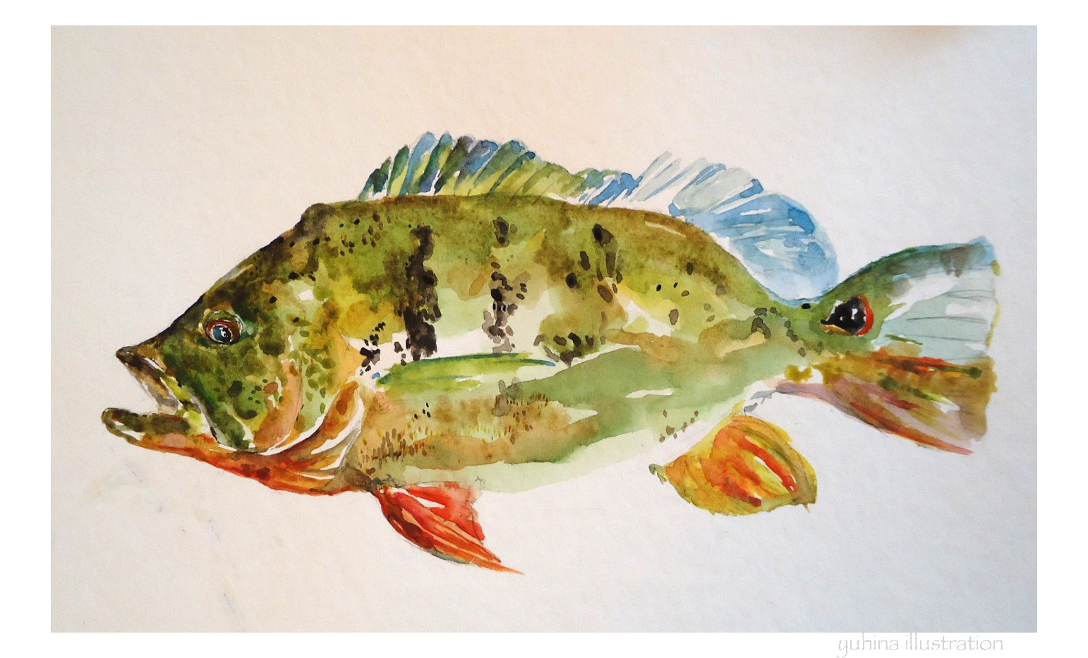 1542x933 Yuhina Illustration Peacock Bass - Bass Watercolor