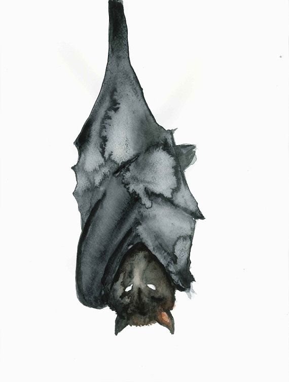 570x752 Bat Original Watercolor Painting Of Size 8x11 Inches, Animal - Bat Watercolor