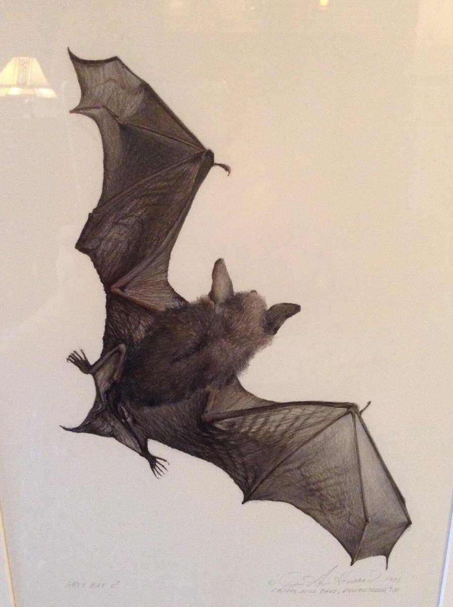 896x1200 Locals - Bat Watercolor