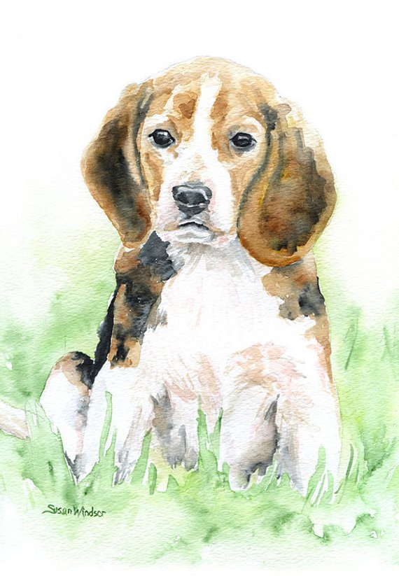 570x823 Beagle Watercolor Painting Giclee Print 8 X 10 8.5 X 11 - Beagle Watercolor