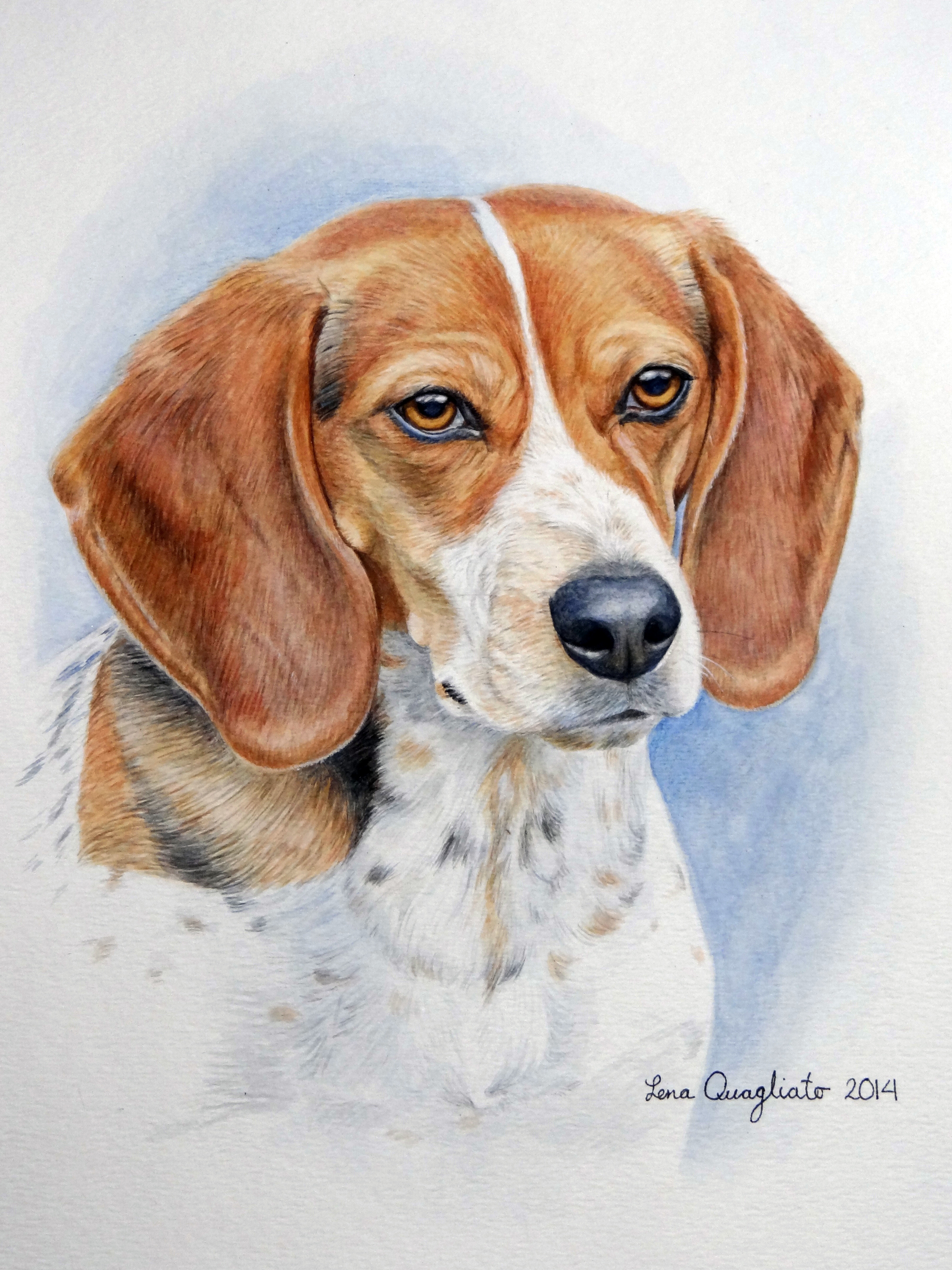 1800x2400 Bow, The Beagle Fine Art And Portraits By Lena Quagliato - Beagle Watercolor