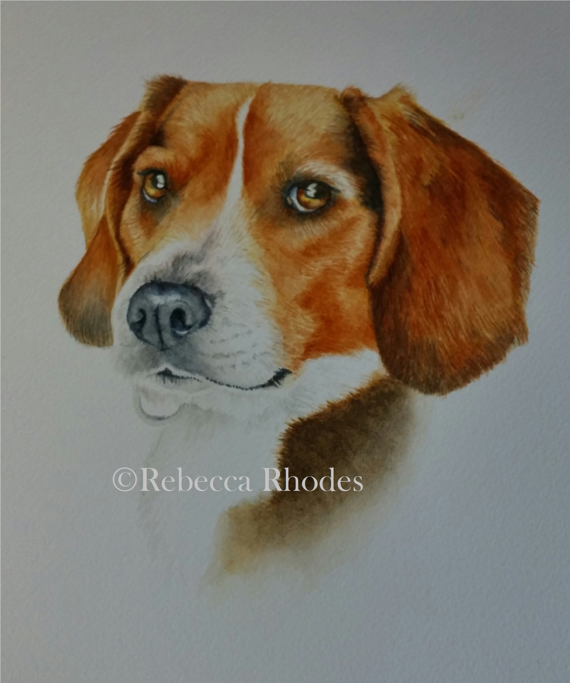 1996x2392 Watercolor Tutorial How To Paint A Dog In Four Colors - Beagle Watercolor