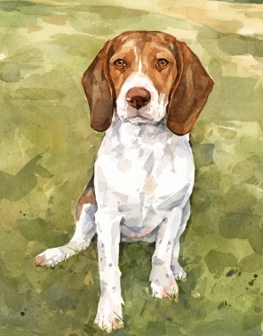 296x377 Beagle Watercolor David Scheirer Watercolors - Beagle Watercolor