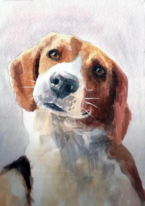 563x800 Happy Beagle Watercolor - Beagle Watercolor