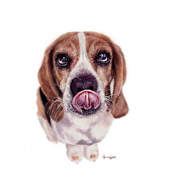 670x756 Beagle - Beagle Watercolor