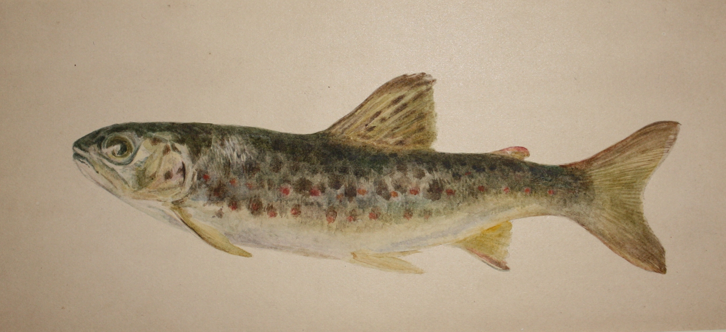 2500x1143 Beatrix Potter. Watercolor Of A Trout. The Charming Little Bunny - Beatrix Potter Watercolor