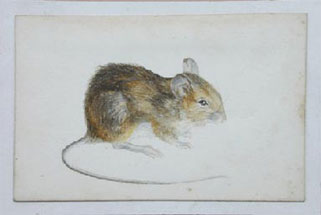 321x215 Watercolours - Beatrix Potter Watercolor