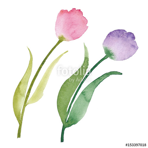 500x500 Beautiful Watercolor Tulips. Watercolor Flowers Isolated On White - Beautiful Watercolor Flowers