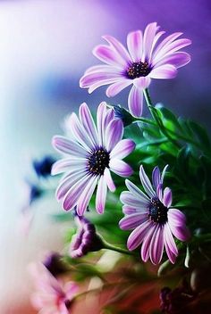 236x352 495 Best Art Watercolor Flowers Images Watercolor - Beautiful Watercolor Flowers