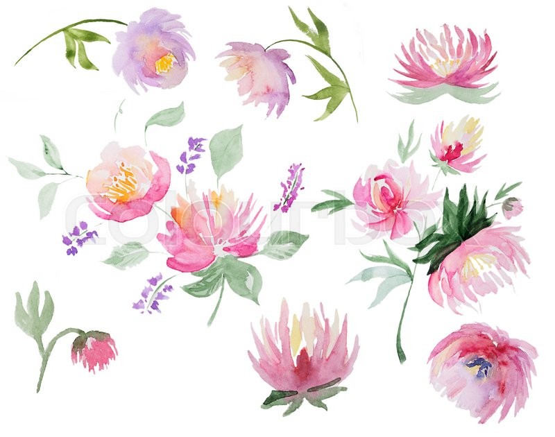 800x630 Collection Of Abstract Watercolor Peones. Set Of Beautiful - Beautiful Watercolor Flowers