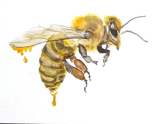 570x425 Original Honey Bee Watercolor Painting Nursery Decor Bee Art - Bee Watercolor Paper