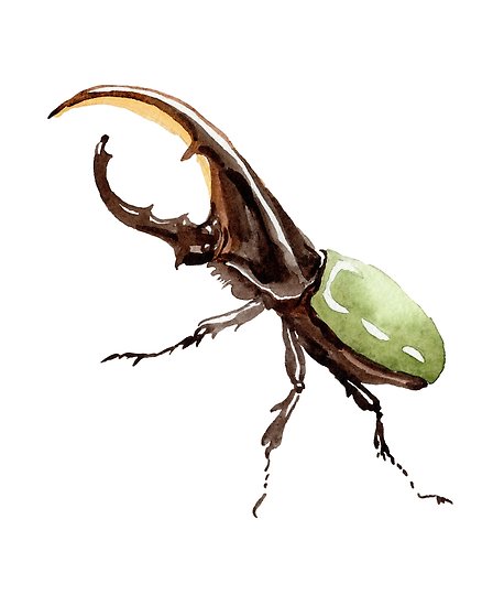 458x550 Bug Life. Bugs, Insects, Beetle Entomology Art. Insect Watercolor - Beetle Watercolor