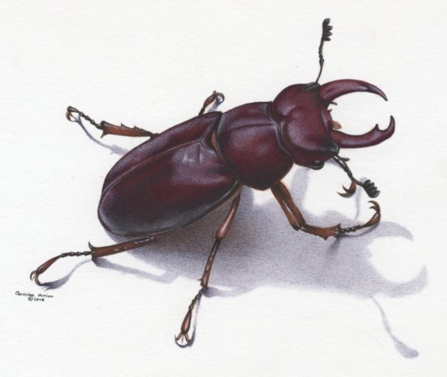 640x540 Christine Hutson Artwork Stag Beetle Original Watercolor - Beetle Watercolor