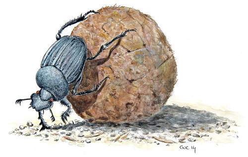 500x316 Dung Beetle (Watercolor) - Beetle Watercolor