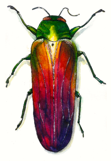 381x552 Oh To Be A Colorful Beetle ( Worldwatercolormonth) Just Add - Beetle Watercolor