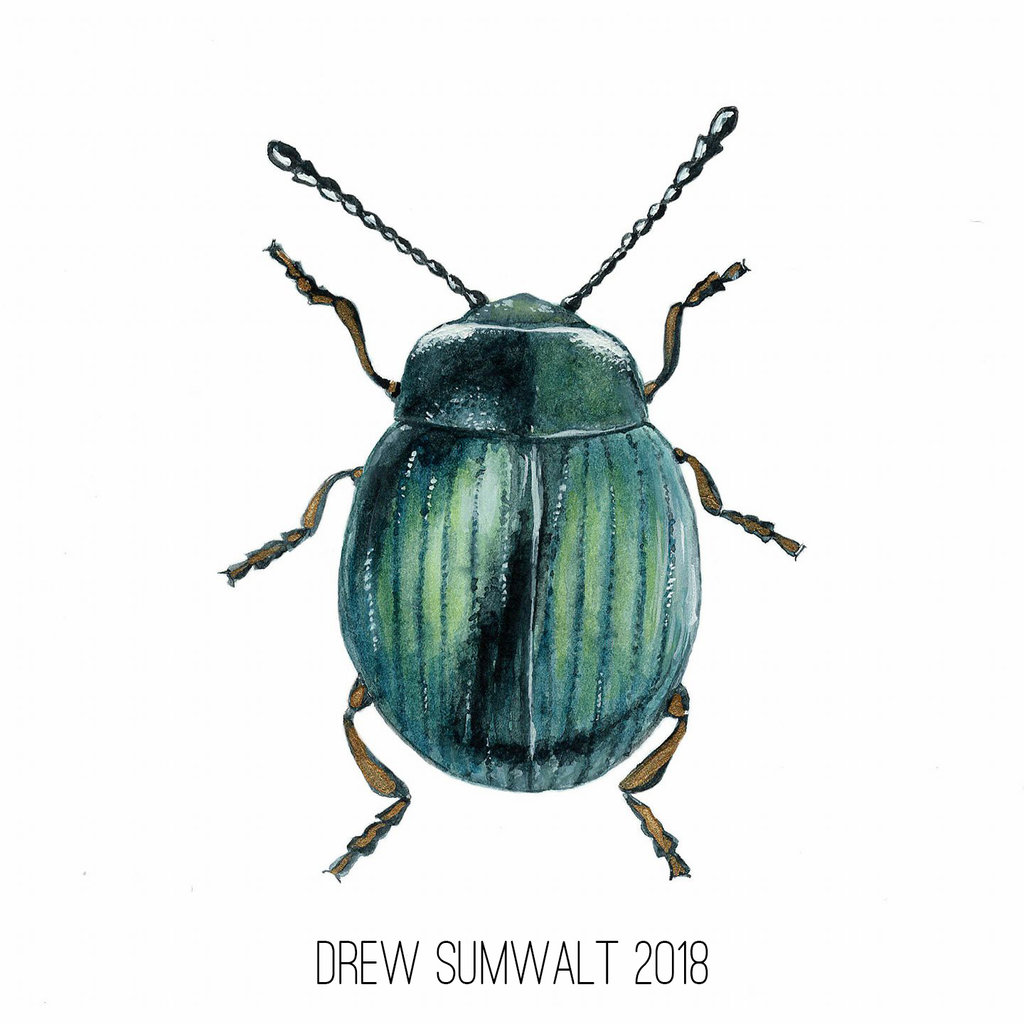 1024x1024 Teal Beetle Watercolor Study By Distaff - Beetle Watercolor