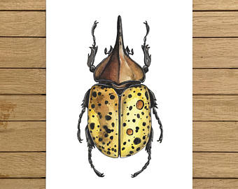 340x270 Watercolor Beetle Etsy - Beetle Watercolor