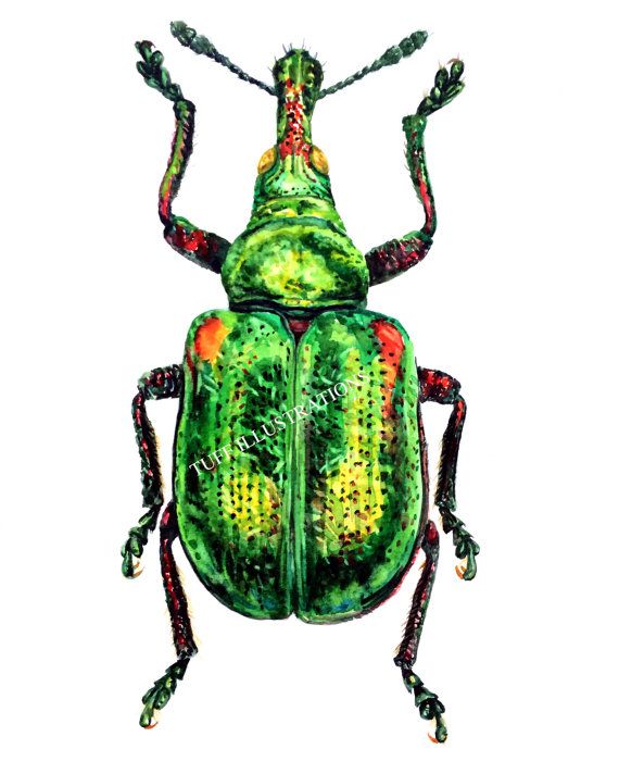 570x712 Beetle Watercolor Green Weevil Insects - Beetle Watercolor