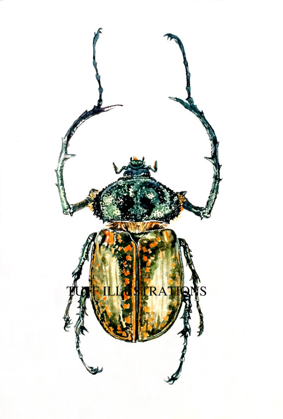 570x844 Beetle Watercolor Painting Cheirotonus Gestroi - Beetle Watercolor