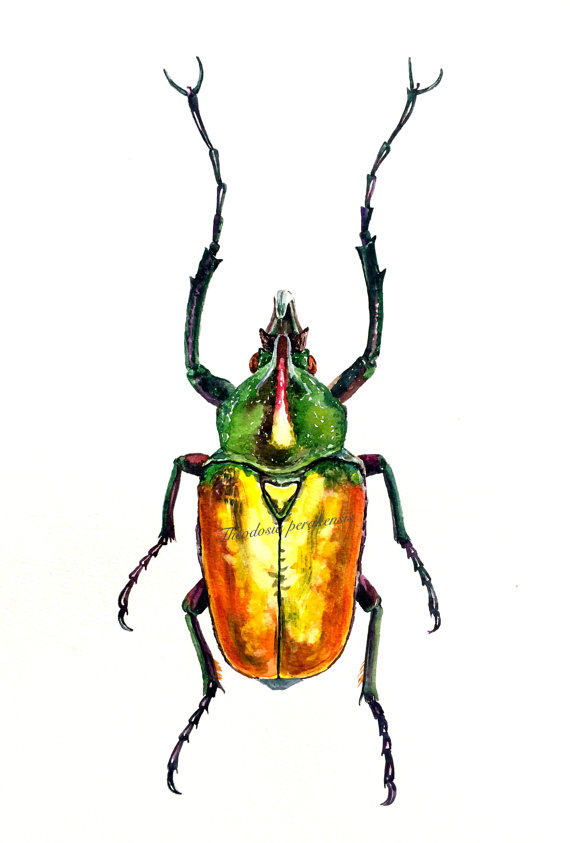 570x843 Beetle Watercolor Painting Archival Print Theodosia Perakensis - Beetle Watercolor