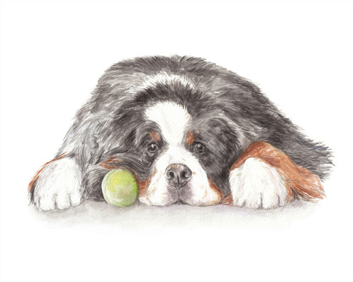 498x398 Bernese Mountain Dog Limited Edition Print Watercolor Choose From 2 - Bernese Mountain Dog Watercolor