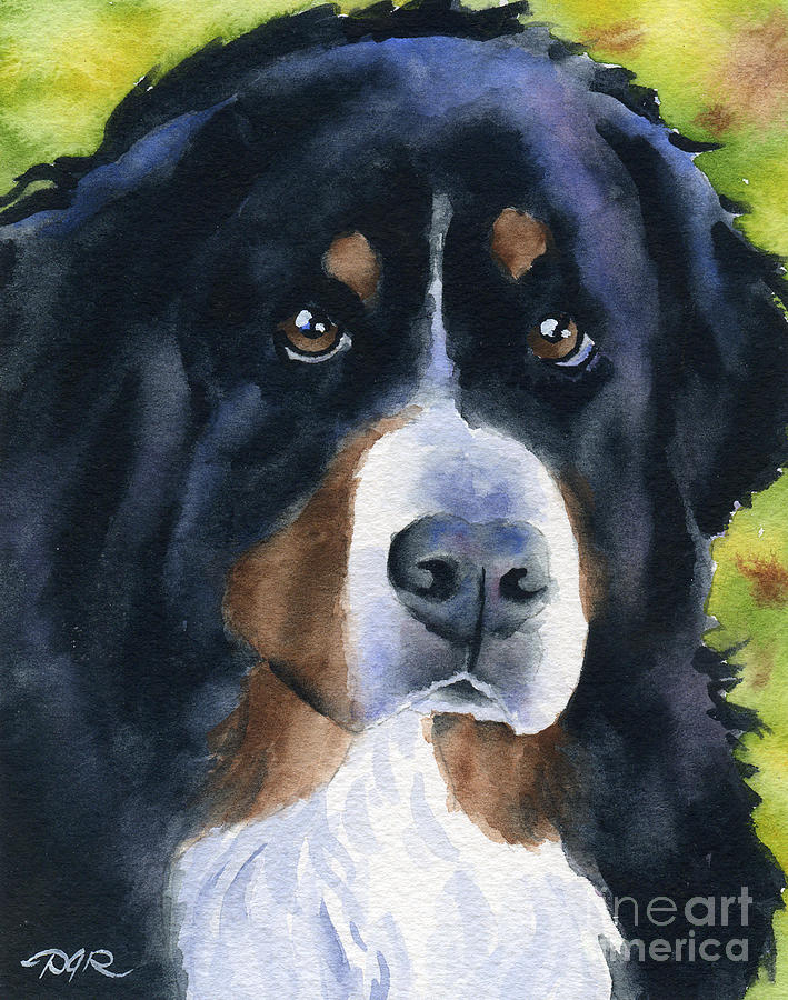 709x900 Bernese Mountain Dog Painting By David Rogers - Bernese Mountain Dog Watercolor