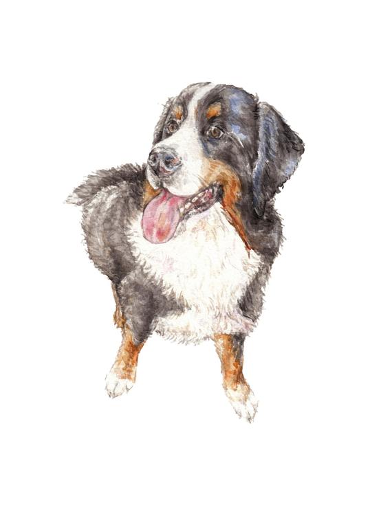 570x738 Bernese Mountain Dog Watercolor Limited Edition Signed Print Etsy - Bernese Mountain Dog Watercolor