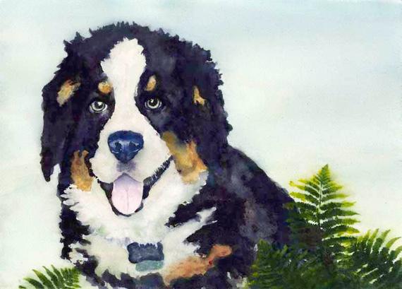 570x409 Bernese Mountain Dog Watercolor Painting Watercolour Art Etsy - Bernese Mountain Dog Watercolor
